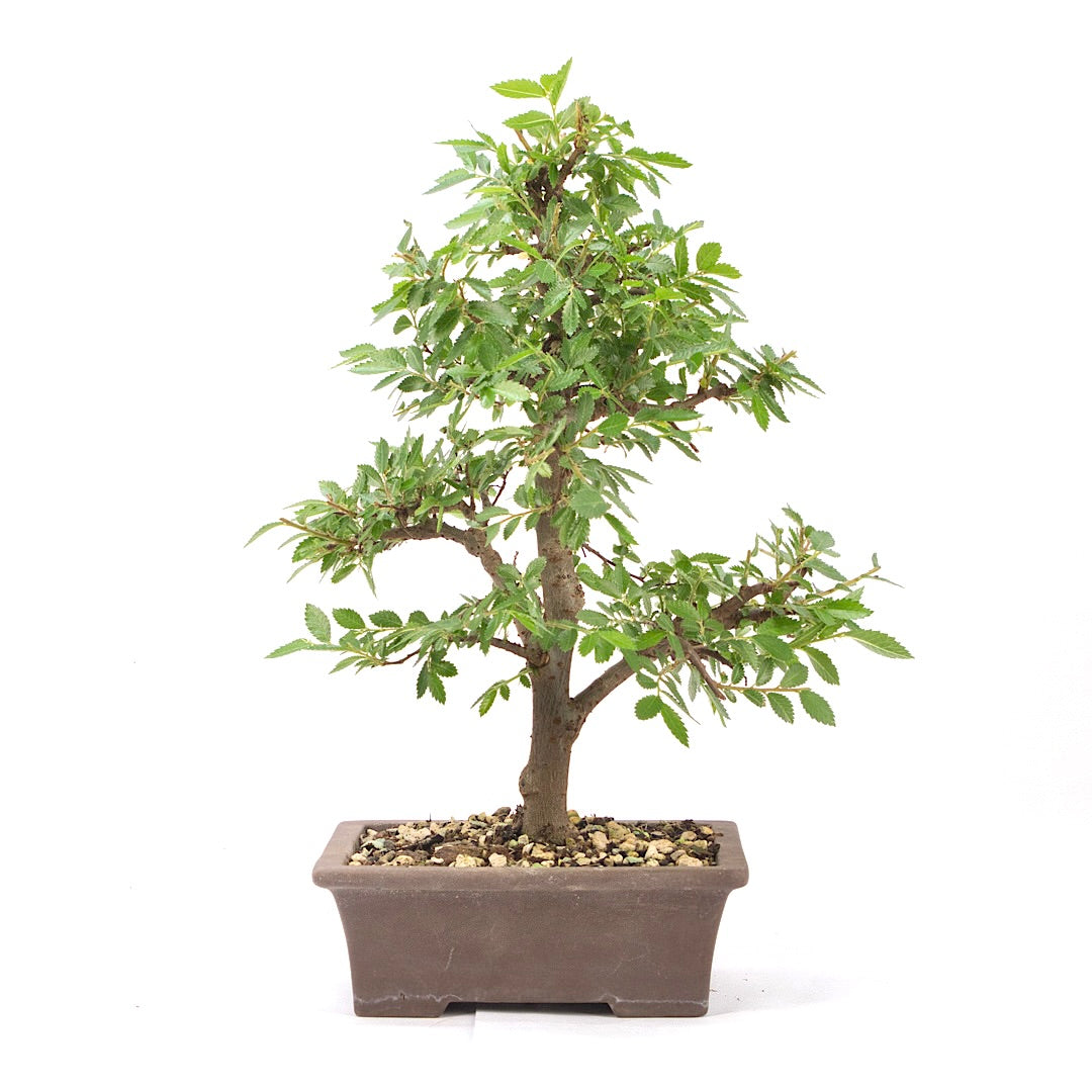 Japanische Ulme 'Ulmus japonica'
